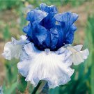 Rare Iris Flowers, White & Blue Damask 50 seeds