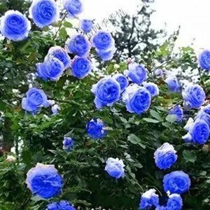 Rare 1 Professional Pack, 100 Seeds / Pack, Rare Blue Climbing Rose Seeds