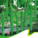 Rare Green Long Bottle Gourd Seeds, Original Pack, 10 Seeds
