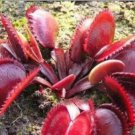 Rare 100 PCS Red Dionaea muscipula Seeds