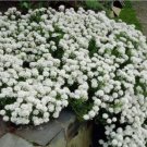 Rare 100 Seeds Candytuft Seeds Iberis Sempervirens 'Snowflake'