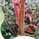 Rare Red Okra Organic Seeds, Original Pack, 12 Seeds