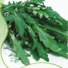 Rare Eruca Salad Rocket Arugula Organic Vegetable 120 Seeds