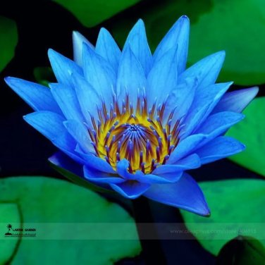 Rare 1 Professional Pack, 1 seed / pack, Dark Blue Nymphaea Caerulea