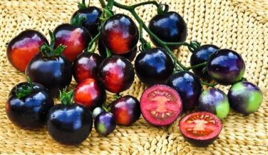 Rare Indigo Blue Tomato Hybrid Seeds, Professional Pack, 100 Seeds
