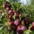 Rare 20 seeds Delicious Round Plums Fruit Tree Seeds