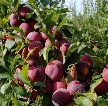 Rare 20 seeds Delicious Round Plums Fruit Tree Seeds