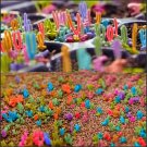 Rare 30 Seeds Dicrocaulon Ramulosum, Very Beautiful Color Succulent Plants