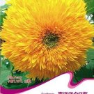 Rare Heirloom 'Jubilance' Yellow Golden Ornamental Sunflower Seeds, Original Pack, 15 Seeds
