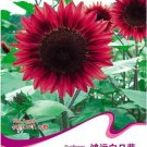 Rare 'Bonanza' Red Ornamental Sunflower Seeds, Original Pack 15 Seeds