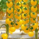 Rare Hawaii Bright Yellow Cherry Tomato Organic Seeds 100 Seeds