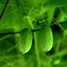 Rare Green Mini Thumb Organic Watermelon 8 Seeds