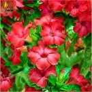 Rare 'Qunju' Fresh Red Cluster of Desert Rose, Professional Pack, 2 Seeds