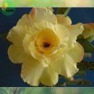 Rare 'Huangmao' Yellow Desert Rose Seeds, Professional Pack, 2 Seeds,