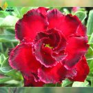 Rare 'Rosemarie' Dark Red Desert Rose Adenium Obesum 2 Seeds