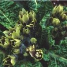 Rare 100 PCS Plant World Seeds Mandragora officinarum (mandrake) Seeds