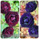 Rare Mixed Purple Blue Big Blooming Climbing Rose Shrub 50 Seeds