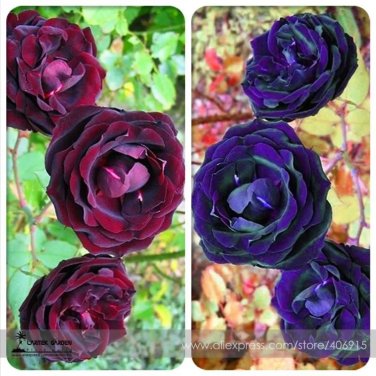 Rare Mixed Purple Blue Big Blooming Climbing Rose Shrub 50 Seeds