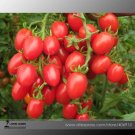 Rare 'Feng Tao' Bunches of Pink Red Cherry Tomato 100 Seeds