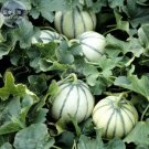 Rare Small Heirloom True French Charentais Gourmet Melon Cucumis Melo 20 Seeds