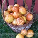 Rare Tigger Tiger Miniature Personal Melon Heirloom Cucumis Melo 50 Seeds