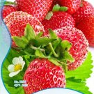Rare Large-sized Bright Red Cream Red Strawberry Seeds, Original Pack, 60 Seeds