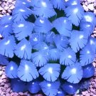 Rare Haworthia Cooperi, Blue 100 seeds