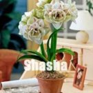 Rare 100 PCS Amaryllis Seed
