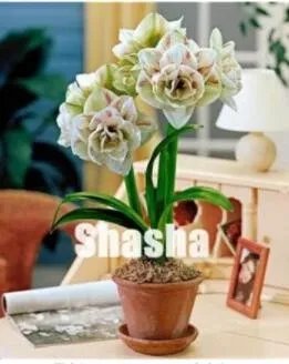 Rare 100 PCS Amaryllis Seed
