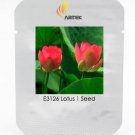 Rare Middle Red Nelumbo Nucifera Lotus Flower Seeds, Professional Pack, 1 Seed
