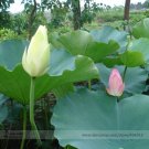 Rare Red White Long Small Nelumbo Nucifera Lotus Bonsai 1 Seeds