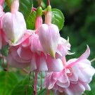 Rare Fuchsia Pink, Double Flowers 100 seeds