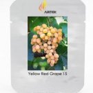 Rare Yellow Red Cluster of Grape Organic Seeds, Professional Pack, 15 Seeds
