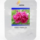 Rare 'Zi Zhu Pan' Red Light Fragrant Peony Shrub Flower 5 Seeds