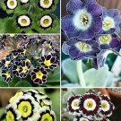 Rare Evening Primrose, Coloful 100 seeds