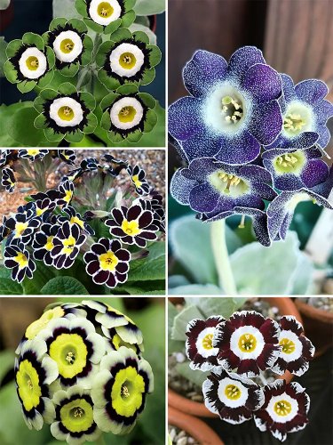 Rare Evening Primrose, Coloful 100 seeds