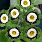 Rare Evening Primrose, Coloful 100 seeds