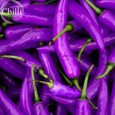 Rare Purple Chilli Pepper Cayenne Seeds. 20 Seeds