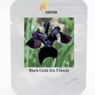 Rare Siberian Iris Black Gold Iris Chrysographes Flower 5 Seeds