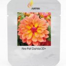 Rare Heirloom 'Fire Pot' Dahlia Flower Seeds, Professional Pack, 20 Seeds