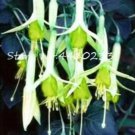 Rare Japanese Fuchsia, Green 20 seeds