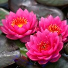 Rare 5 seeds , Mini Red Water Lily Nymphaea Flower Seeds