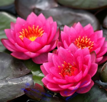 Rare 5 seeds , Mini Red Water Lily Nymphaea Flower Seeds
