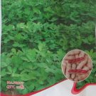 Rare Peanut 10 Seeds in one Shell with Red Skin Organic