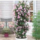 Rare Climbing Mandevilla Sanderi, Light Pink 100 seeds
