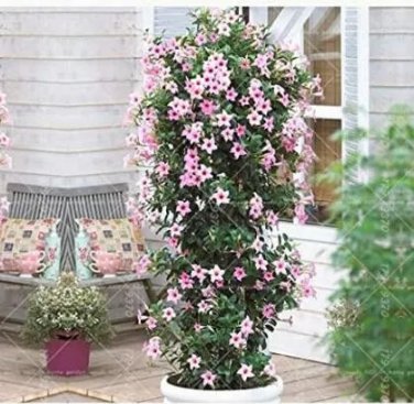 Rare Climbing Mandevilla Sanderi, Light Pink 100 seeds