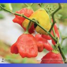 Rare Bishop's Crown Chili Pepper Seeds, Professional Pack, 20 Seeds