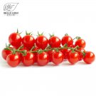 Rare BELLFARM 'Renrong' Bright Red Cherry Tomato Bonsai 'Seeds' 20 pcs+