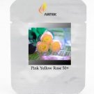 Rare Hybrid Light Pink Yellow Rose Seedling Flower 50 Seeds