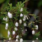 Rare White Apple-berry Vine Organic Seeds, Professional Pack, 10 Seeds